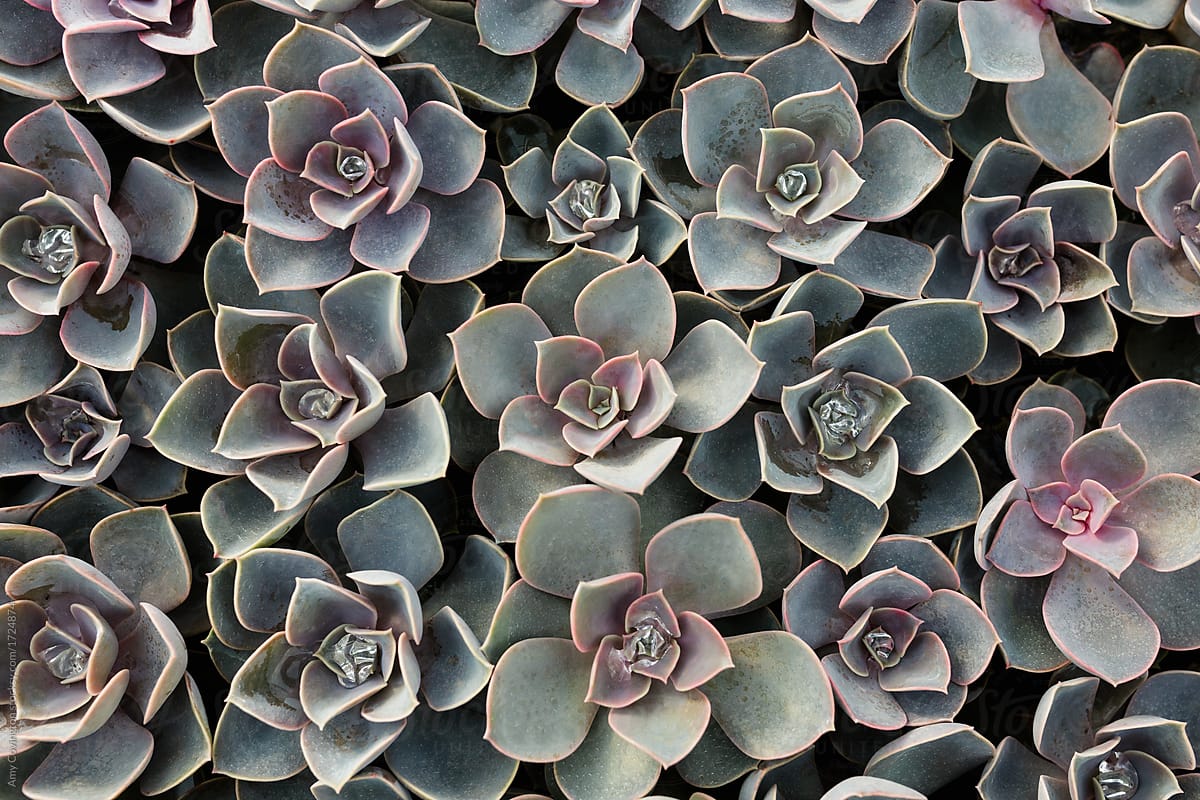 Echeveria plants from above