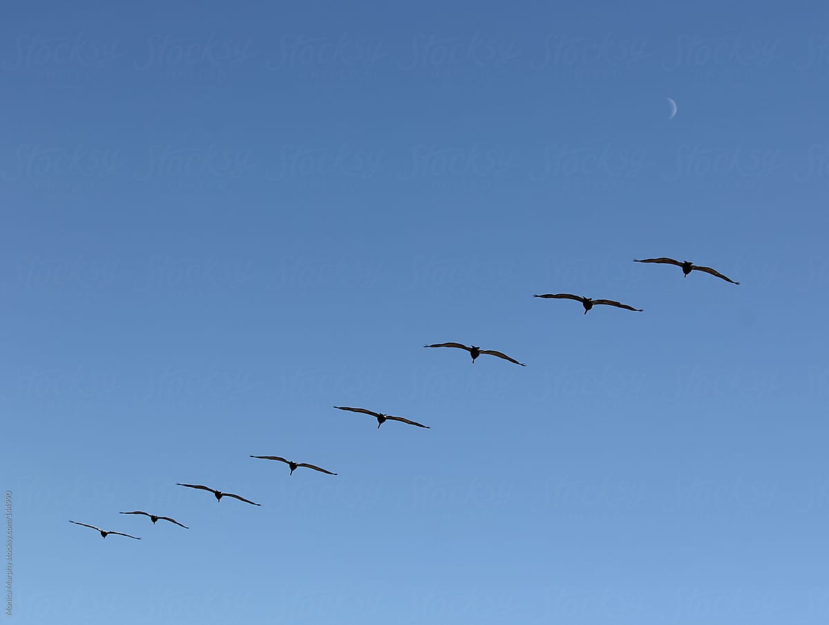 Row of birds fly in formation through the sky