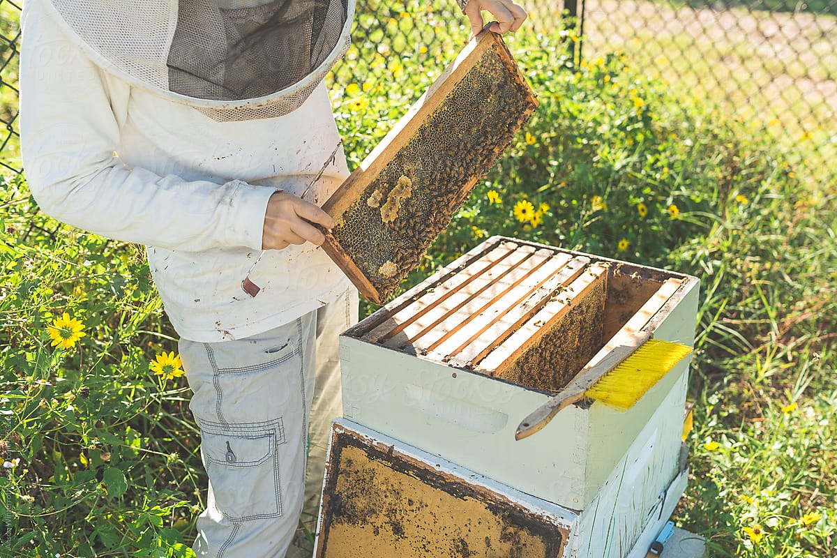 A Female Beekeeper Tends To Her Bees