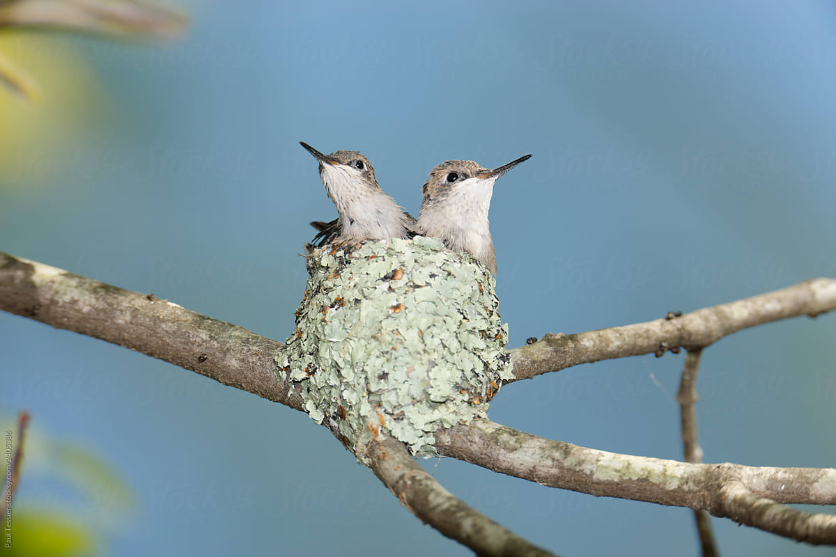 Ruby-throated Hummingbird Chicks