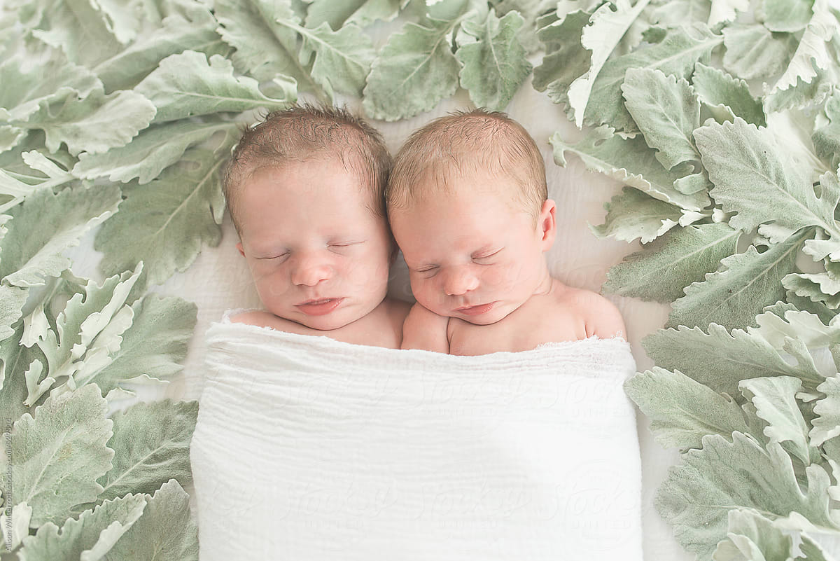 Twin Babies Surrounded By Dusty Miller Leaves