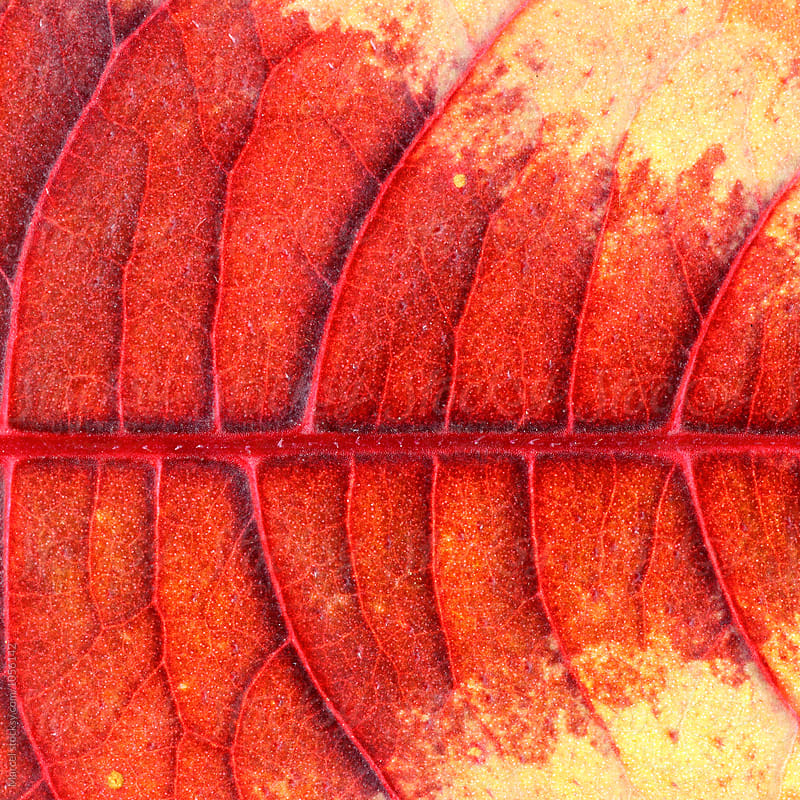 Red persicaria leaf
