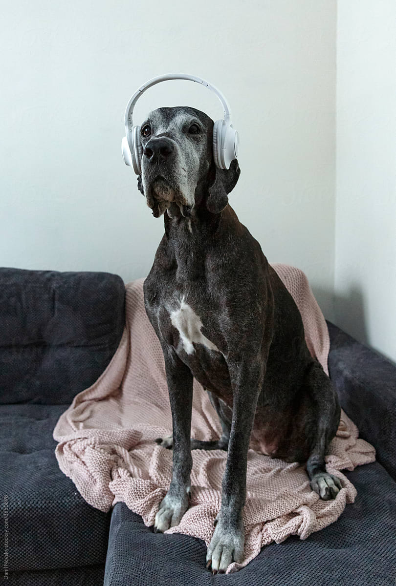 Huge dog listening to music on sofa