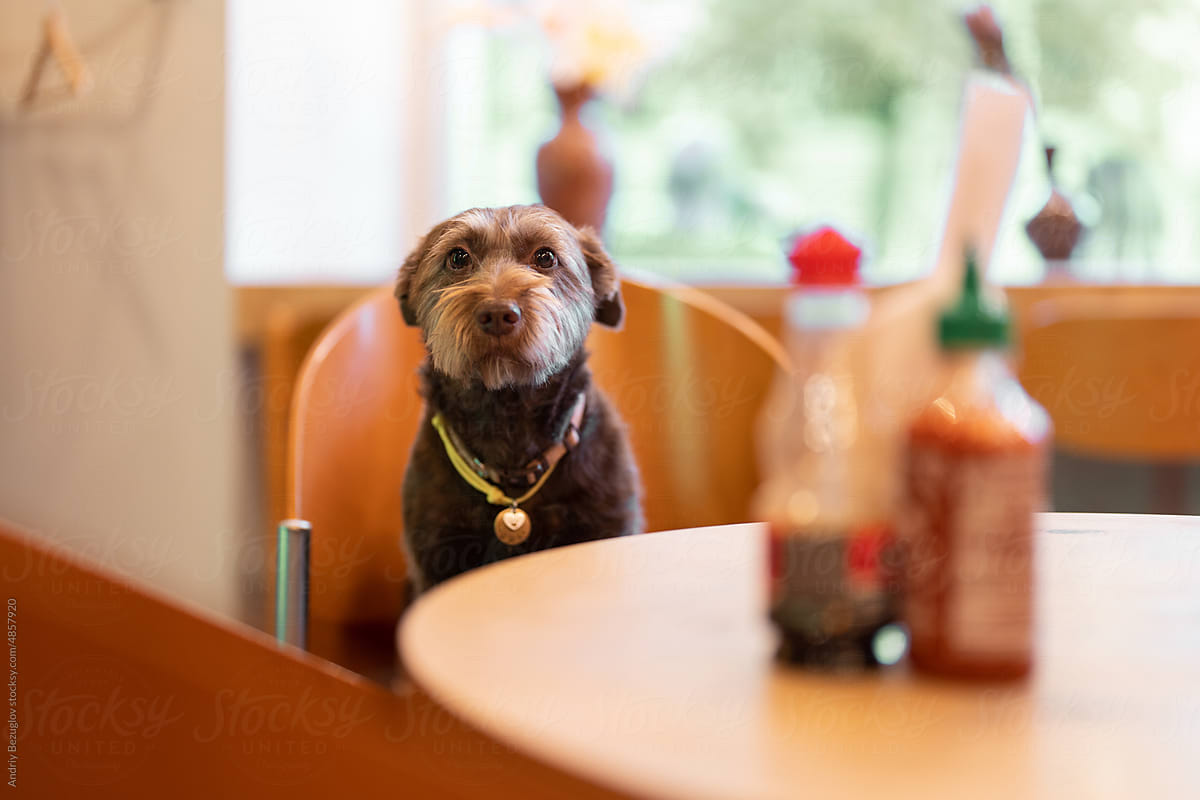 Sweet dog looking at the camera while sitting in a coffee shop cafe