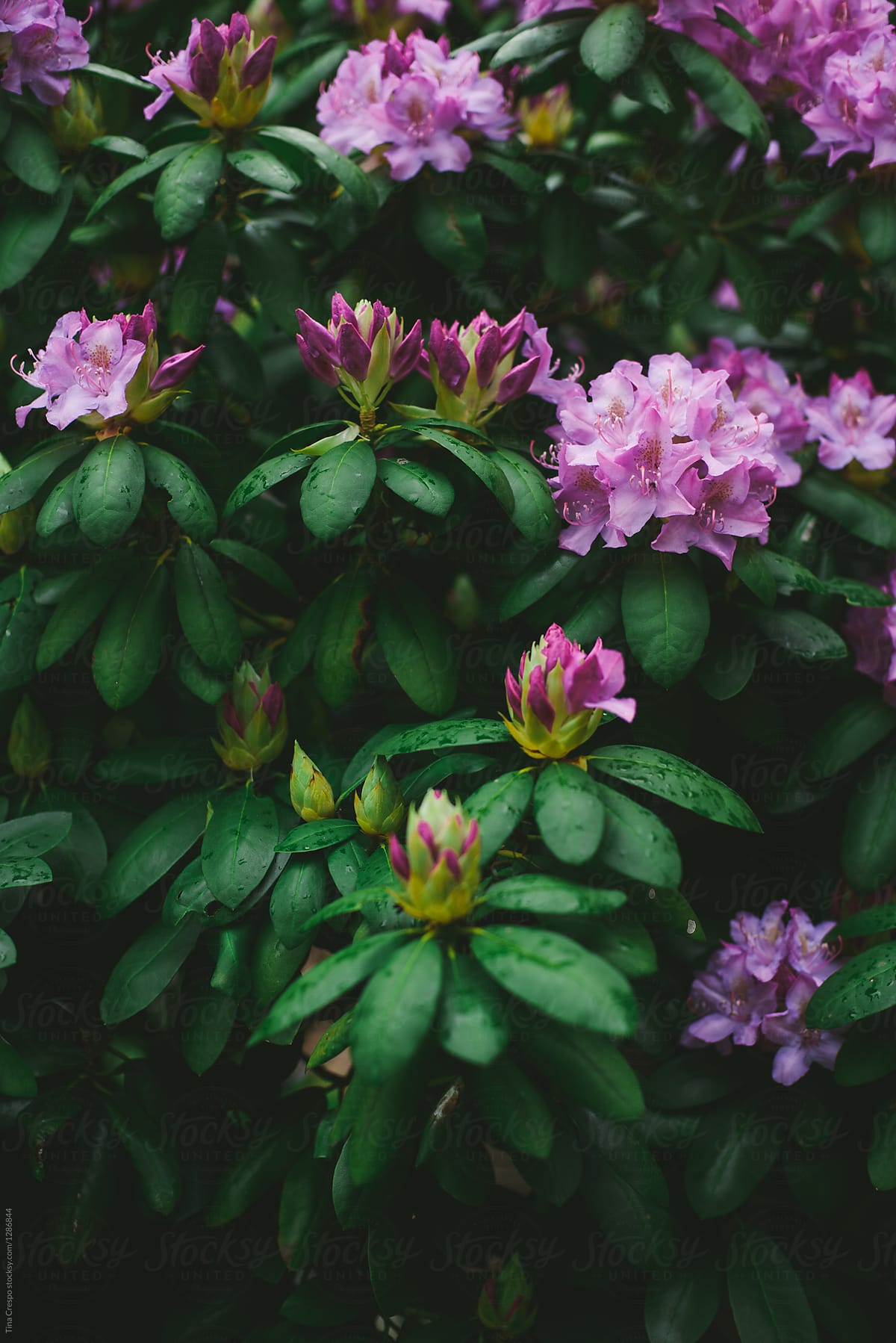 Vertical Rhododendron Pink Blooms