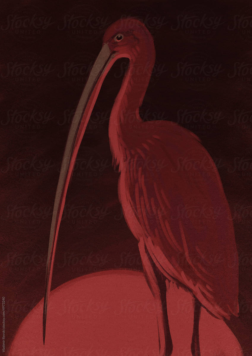 Fierce and Foremost: Scarlet ibis with the Longest Beak