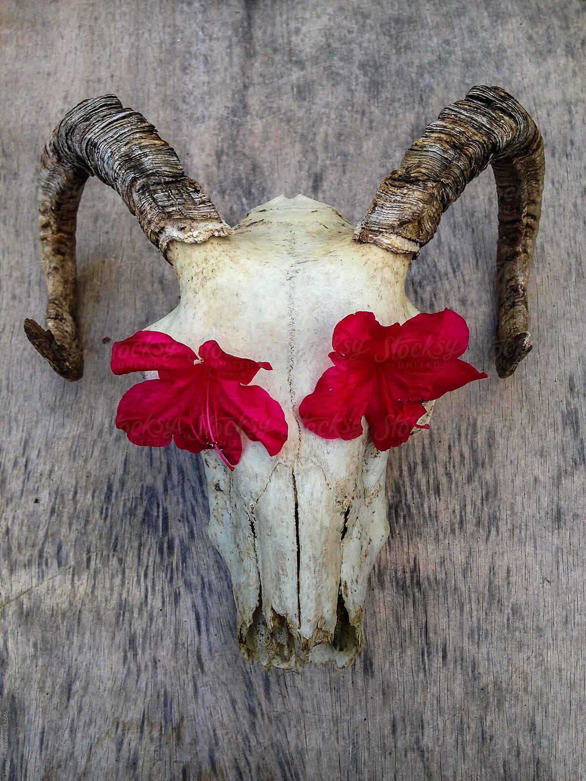 Rams skull with red flowers in eye sockets.
