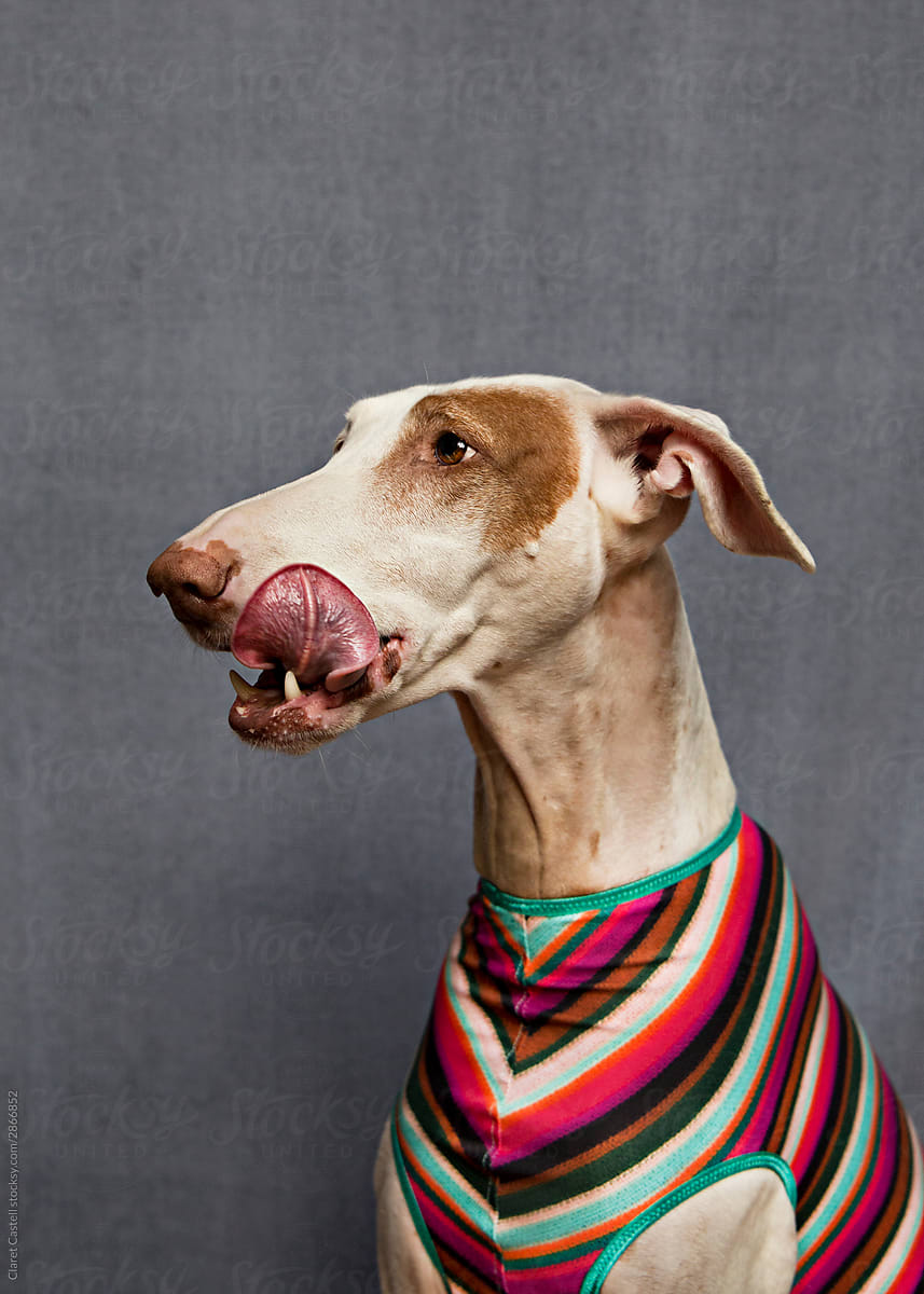 A dog dressed in a very colorful suit while it\'s licking itself.