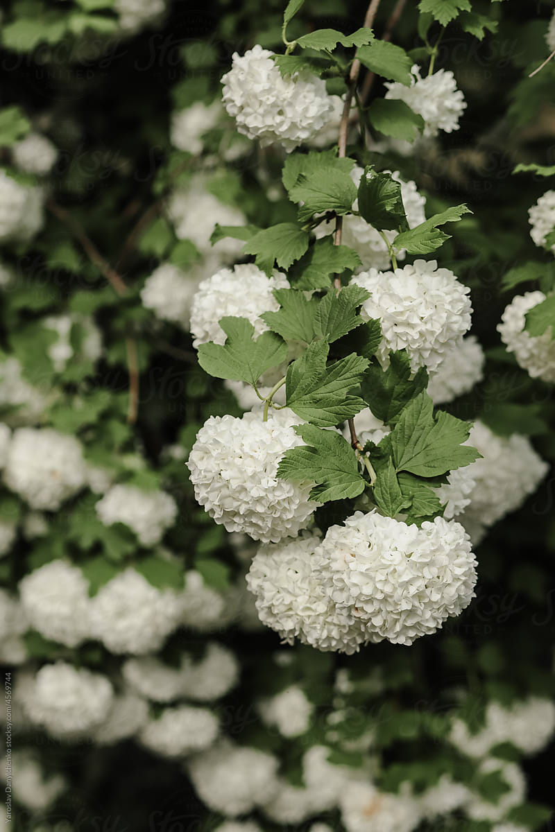Close up of hydrangea bush with lush white flowers