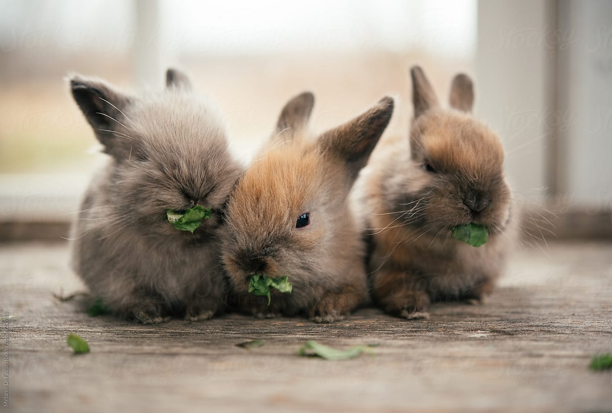 Baby Bunnies