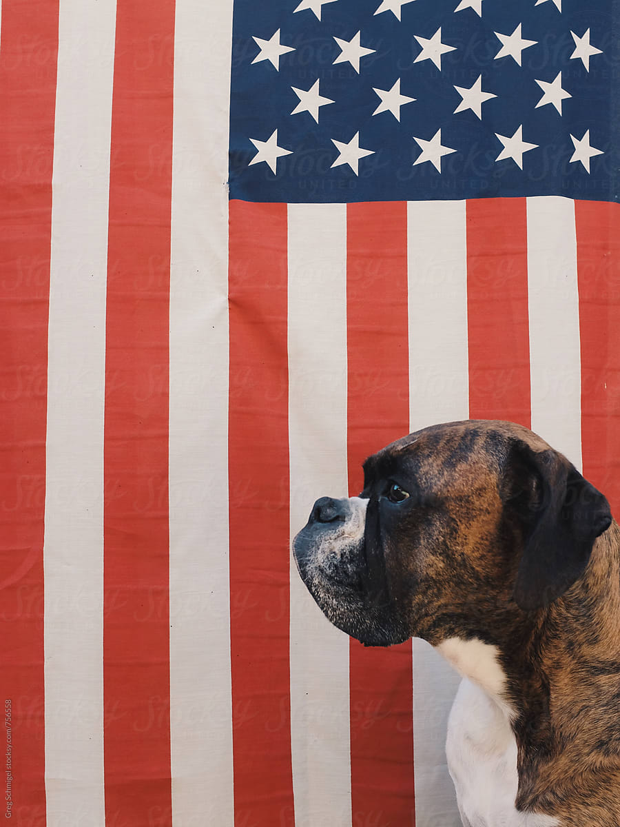 Profile of a Boxer dog sitting in front of an American flag