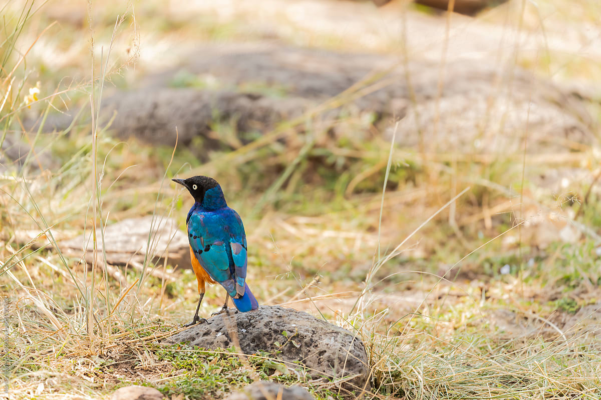Superb Starling Shows Its Beautiful And Colorful Plumage