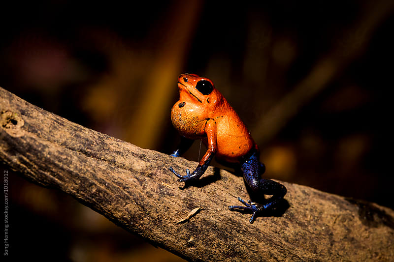 Strawberry Poison Dart Frog ,Dendrobates pumilio,male calling,rainforest
