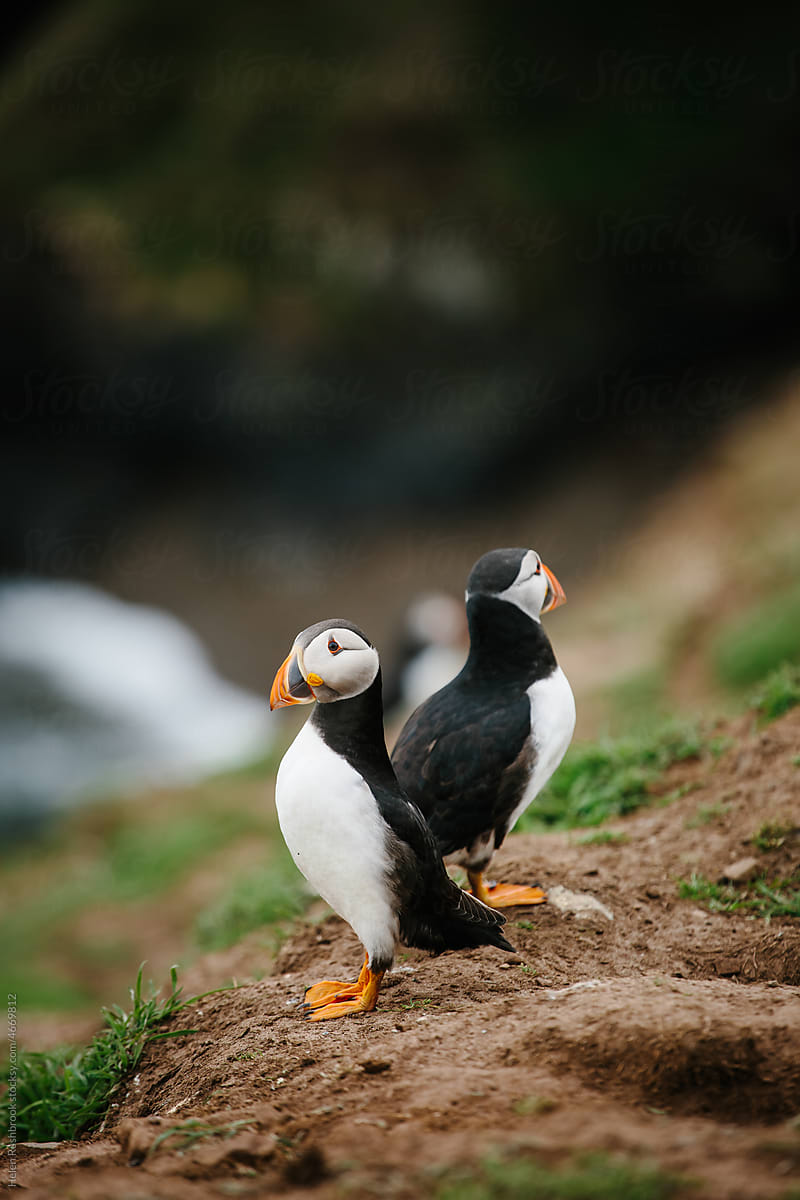 Puffins on the island of Skomer off the coast of Wset Wales