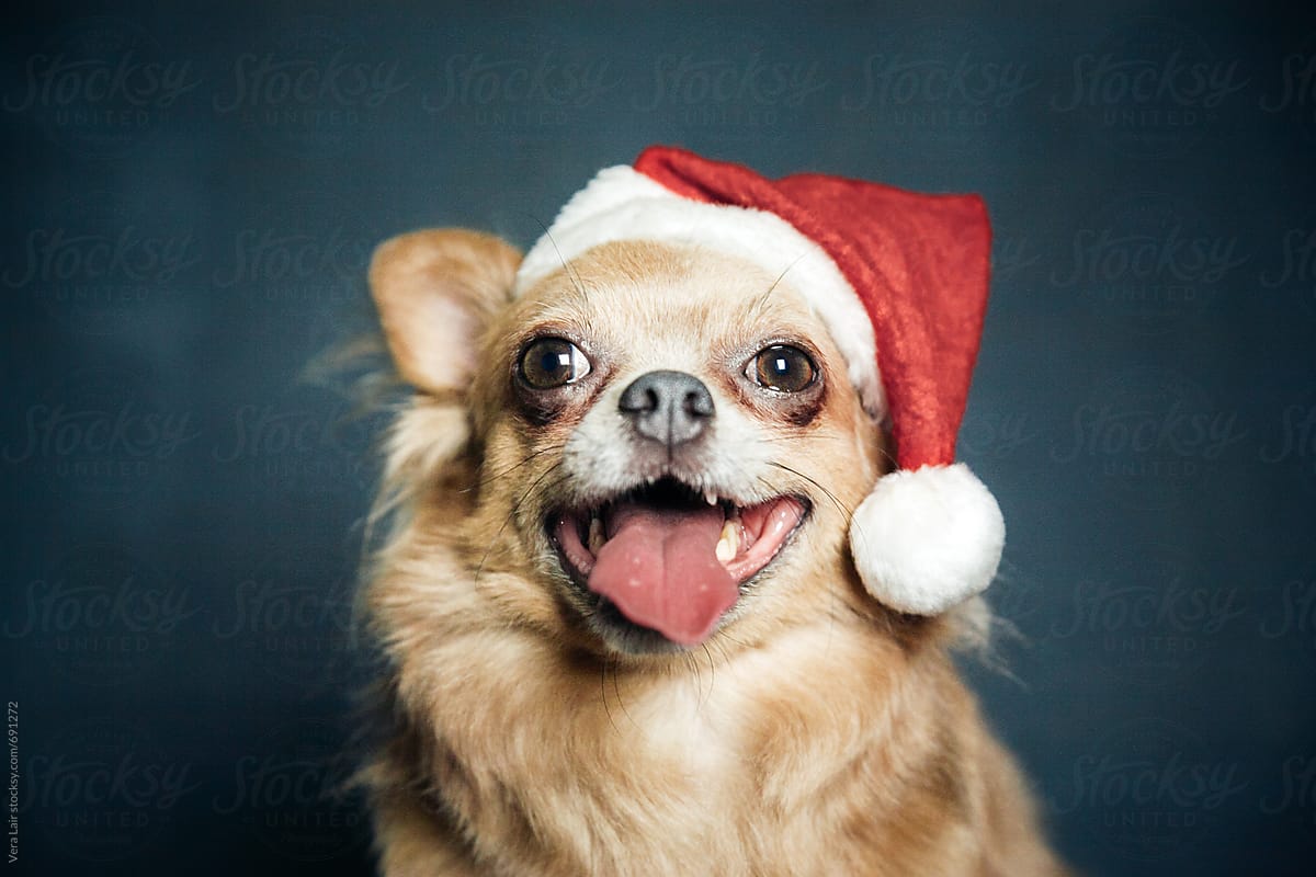 Portrait of a chihuahua, with a christmas hat