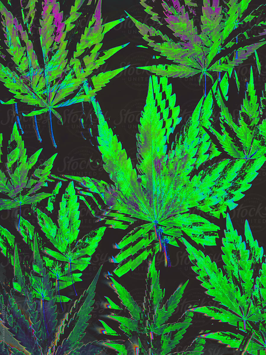Mushy marijuana, cannabis leafs background