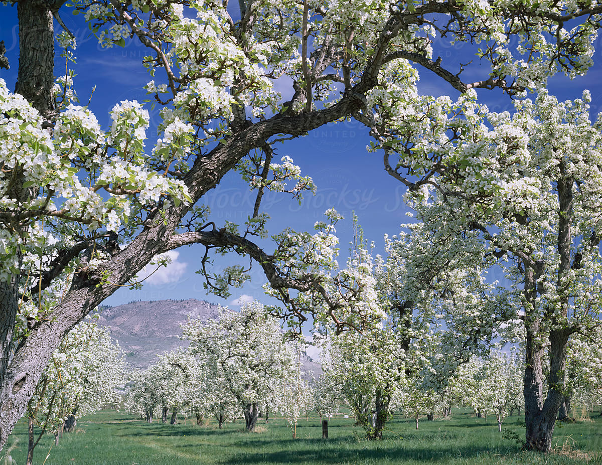 Pear orchard blossoming in spring, eastern Washington along the Columbia River.  Photographed with Linhof Technika IV view camera on Fuji Velvia 50 film.