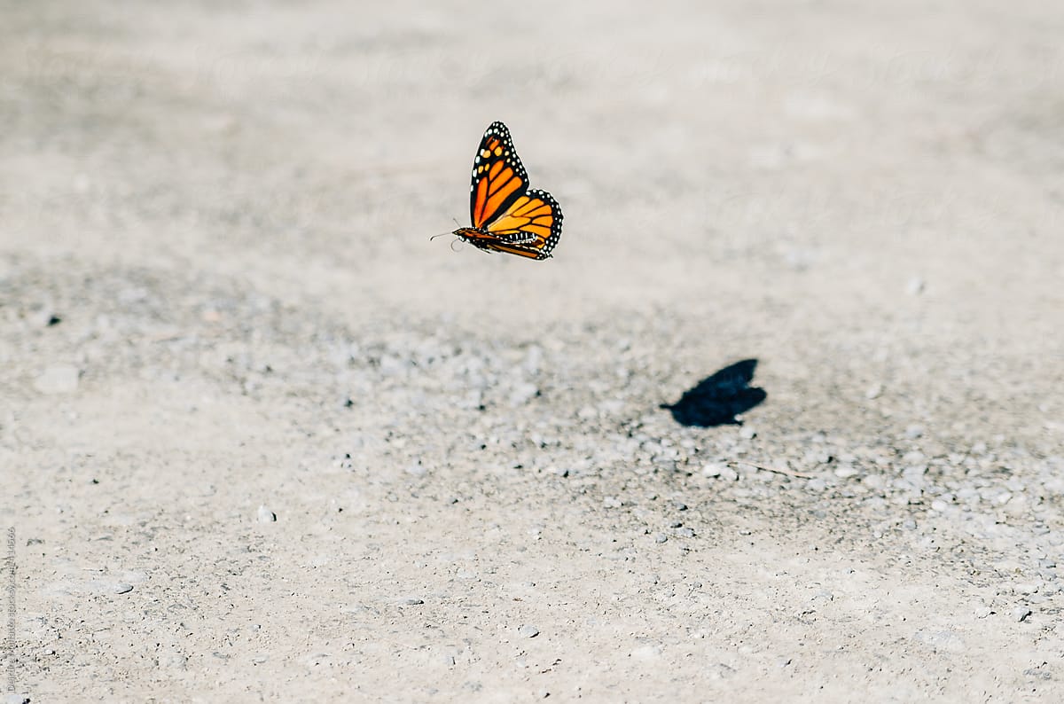 Monarch Butterfly And Its Shadow by Stocksy Contributor Deirdre Malfatto  - Stocksy