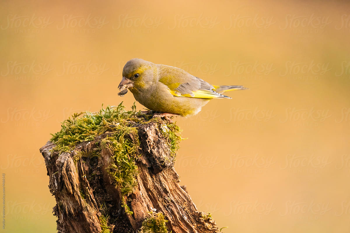 Greenfinch Eating Seeds