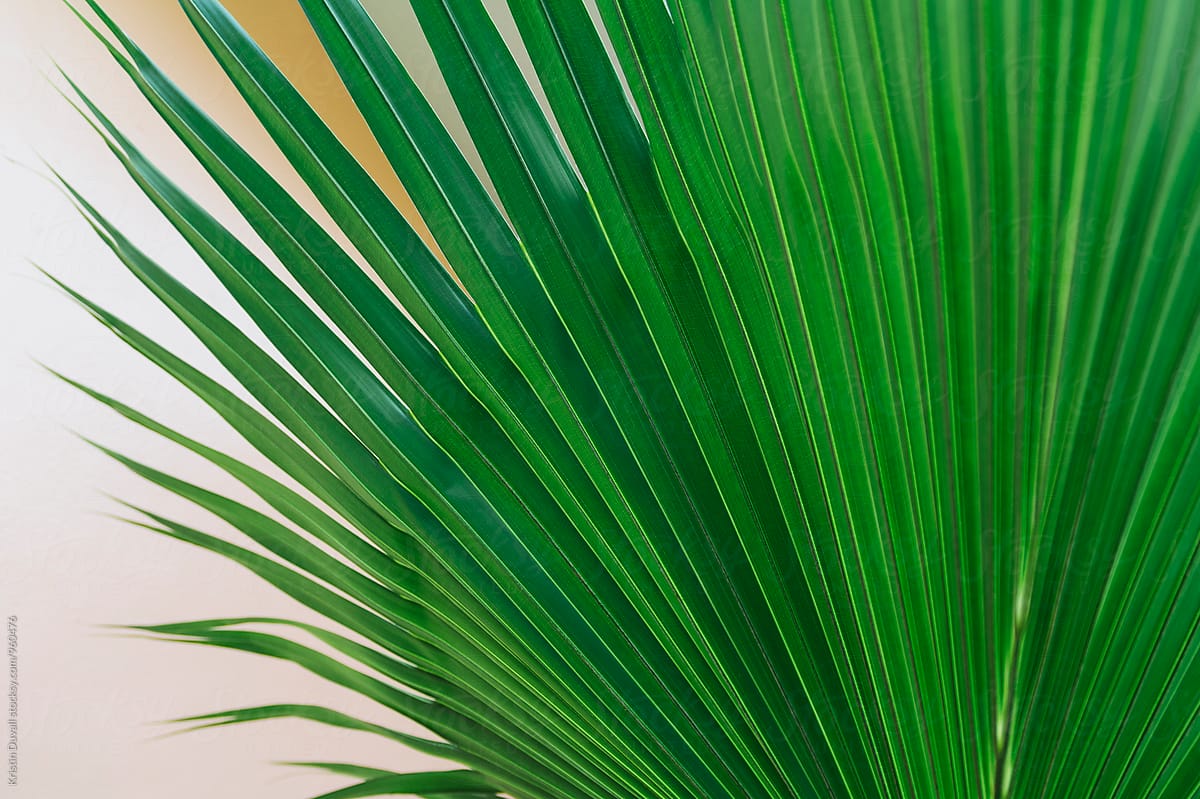 Green palm leaf cropped