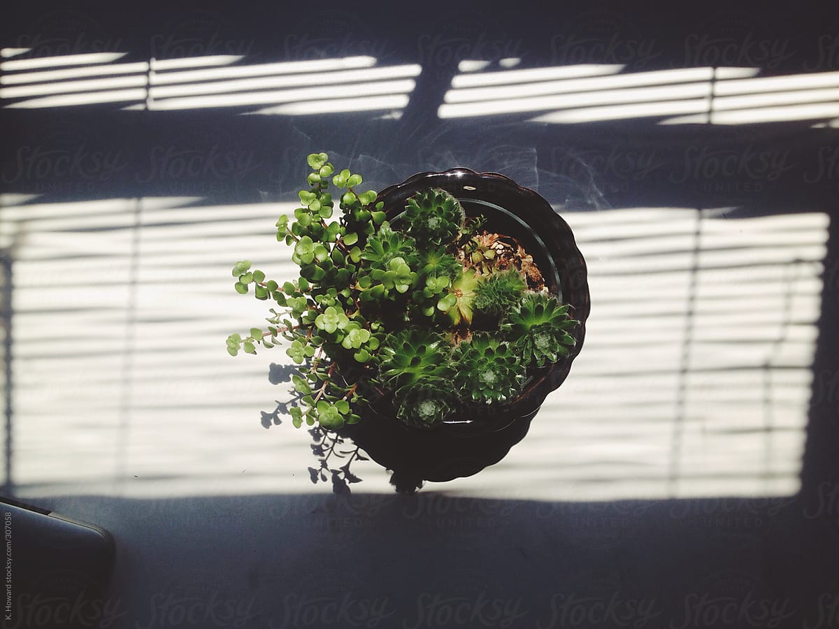 Plant in sunlight.