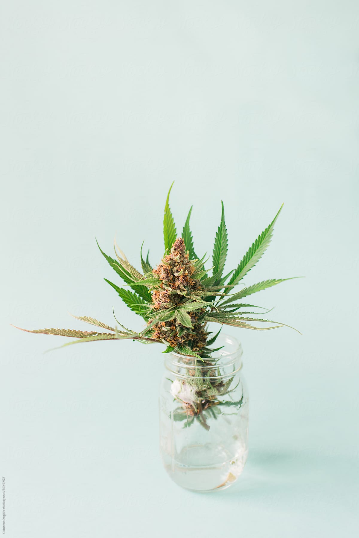marijuana plant cutting in mason jar on pastel blue background