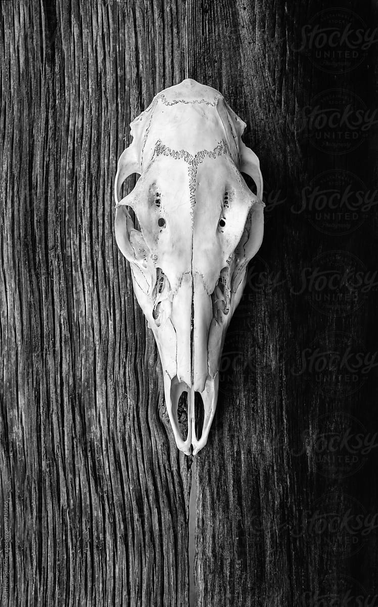 Skull specimen of deer from top view on wood