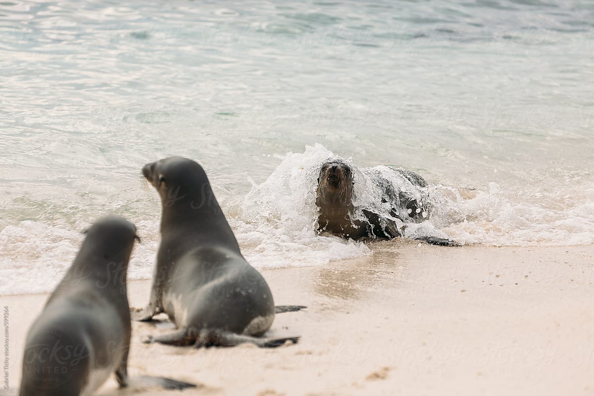 Sea lions playing on beach