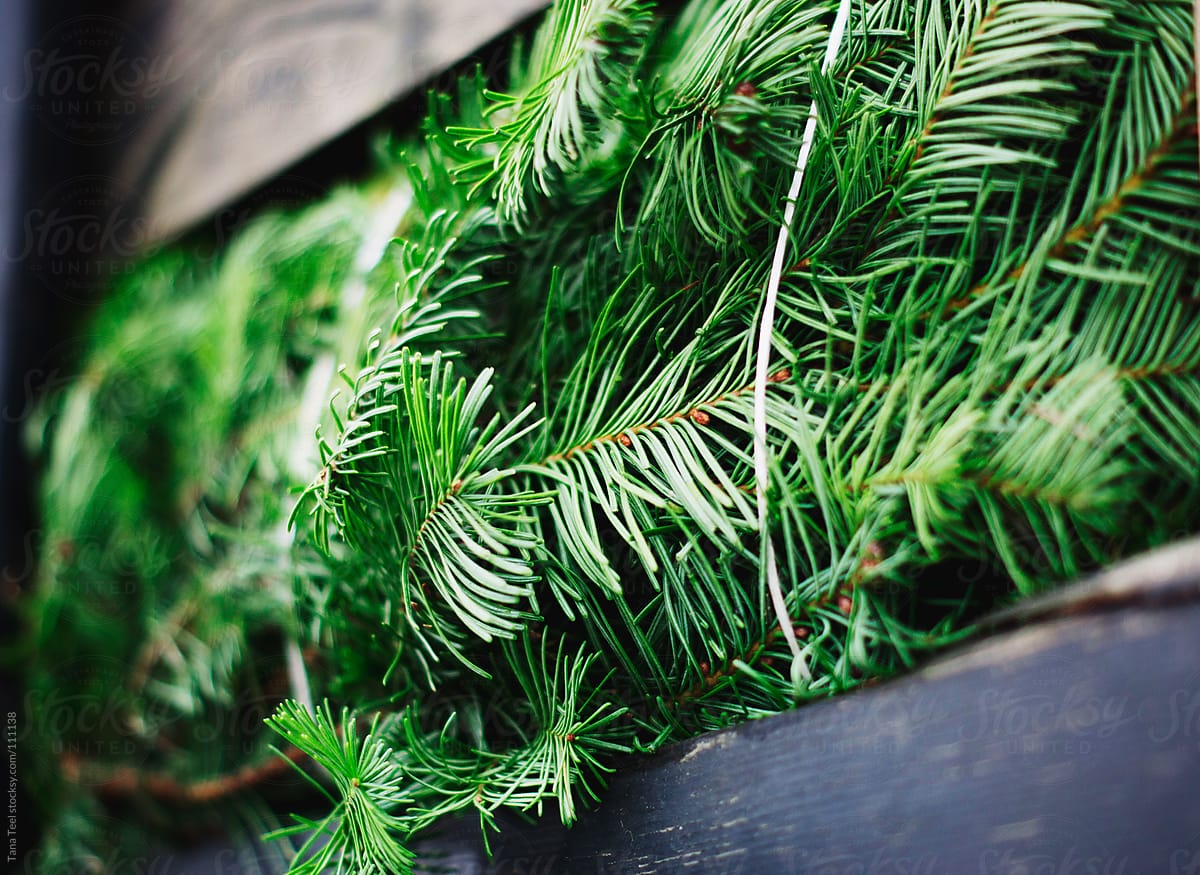 A Christmas tree bundled up for transport