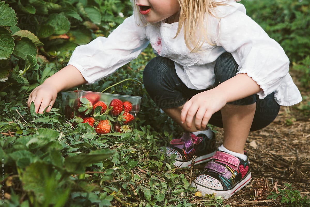 Little girl picking strawberries