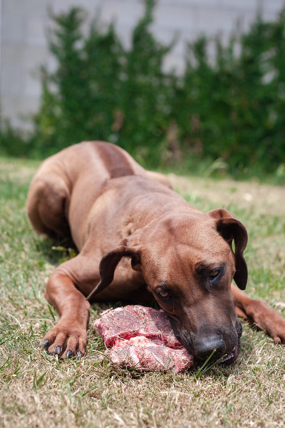 dog eating raw meat and bone outdoors on the grass