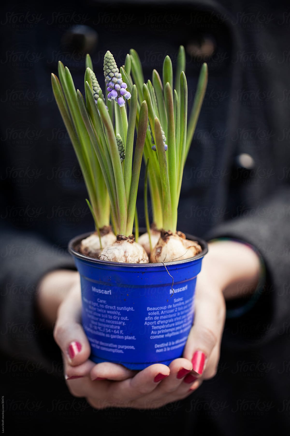 Woman with red polish on holding in her hands Muscari in pot