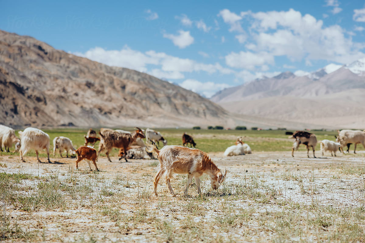 Herd of Goats in Mountainous Terrain