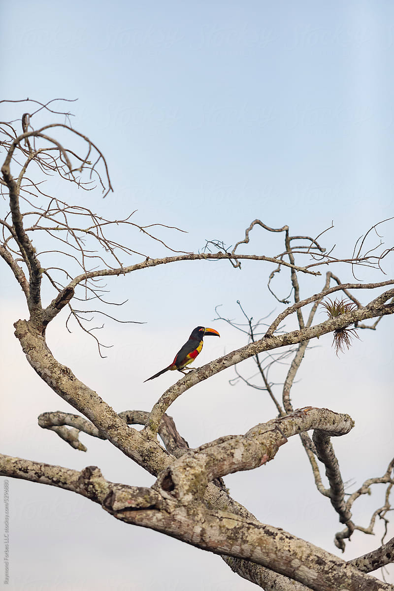 Toucan Aracari Birds tree  rainforest Nature wildlife Central America