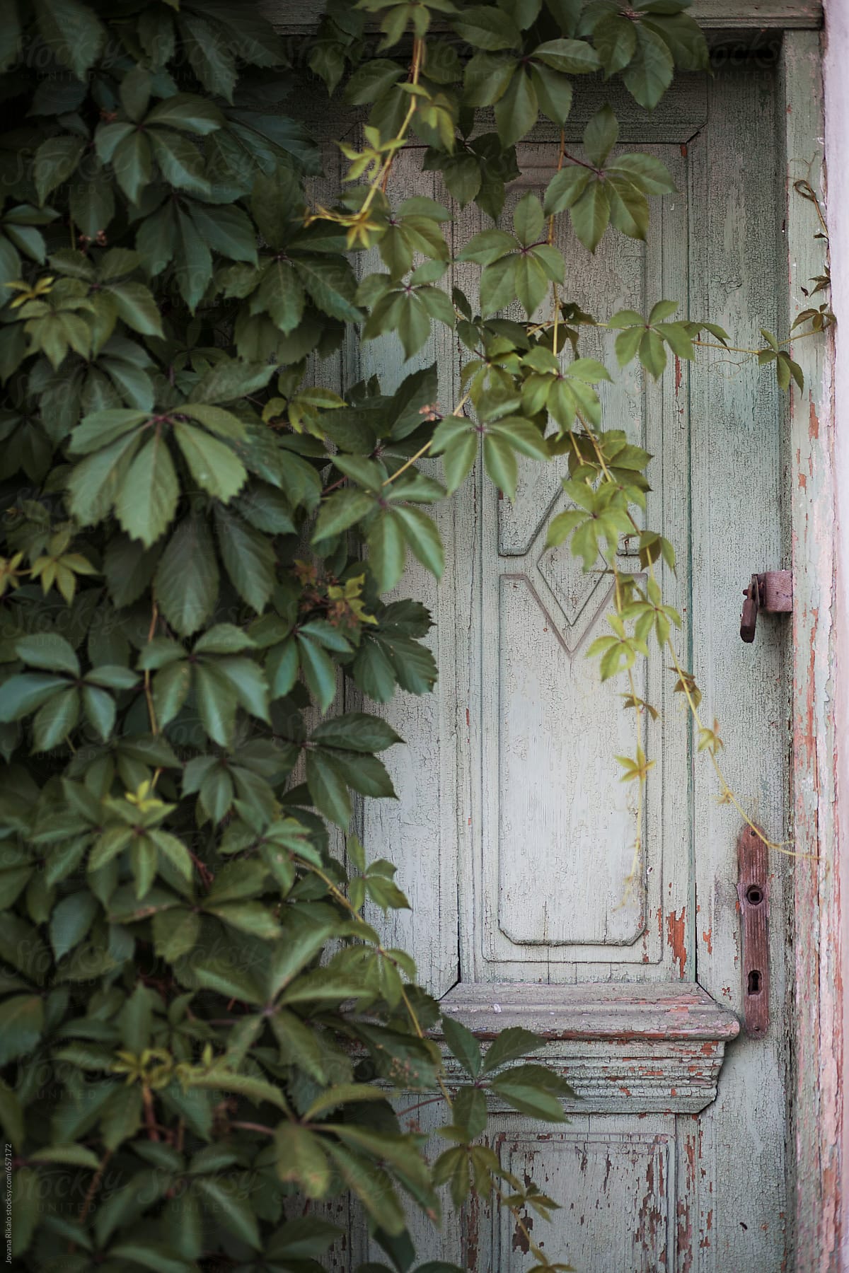 Old wooden door overgrown with ivy
