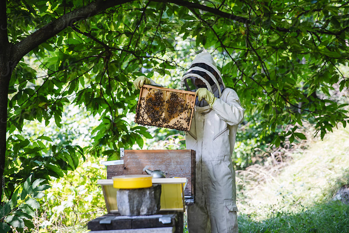 Bee keeper holding a frame from a bee hive