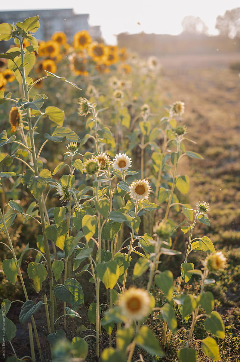 Yellow and white sunflowers in a field at sunset.