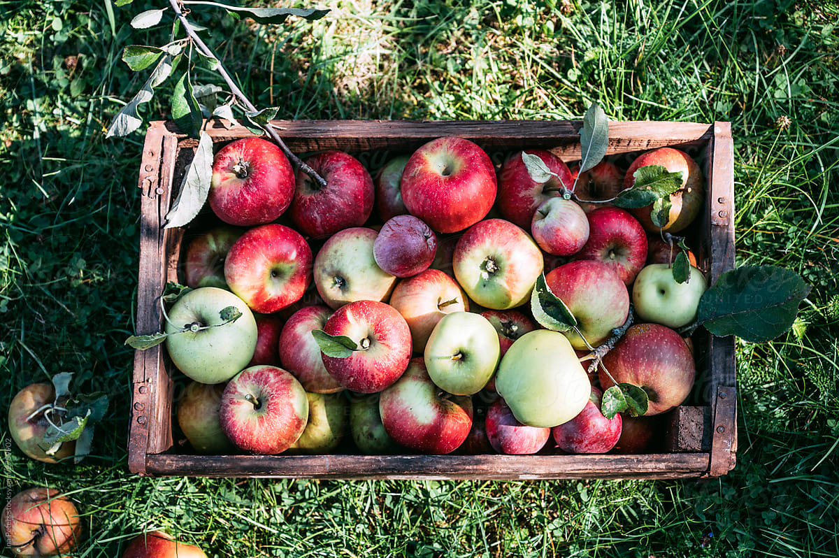 Crate with freshly picked apples