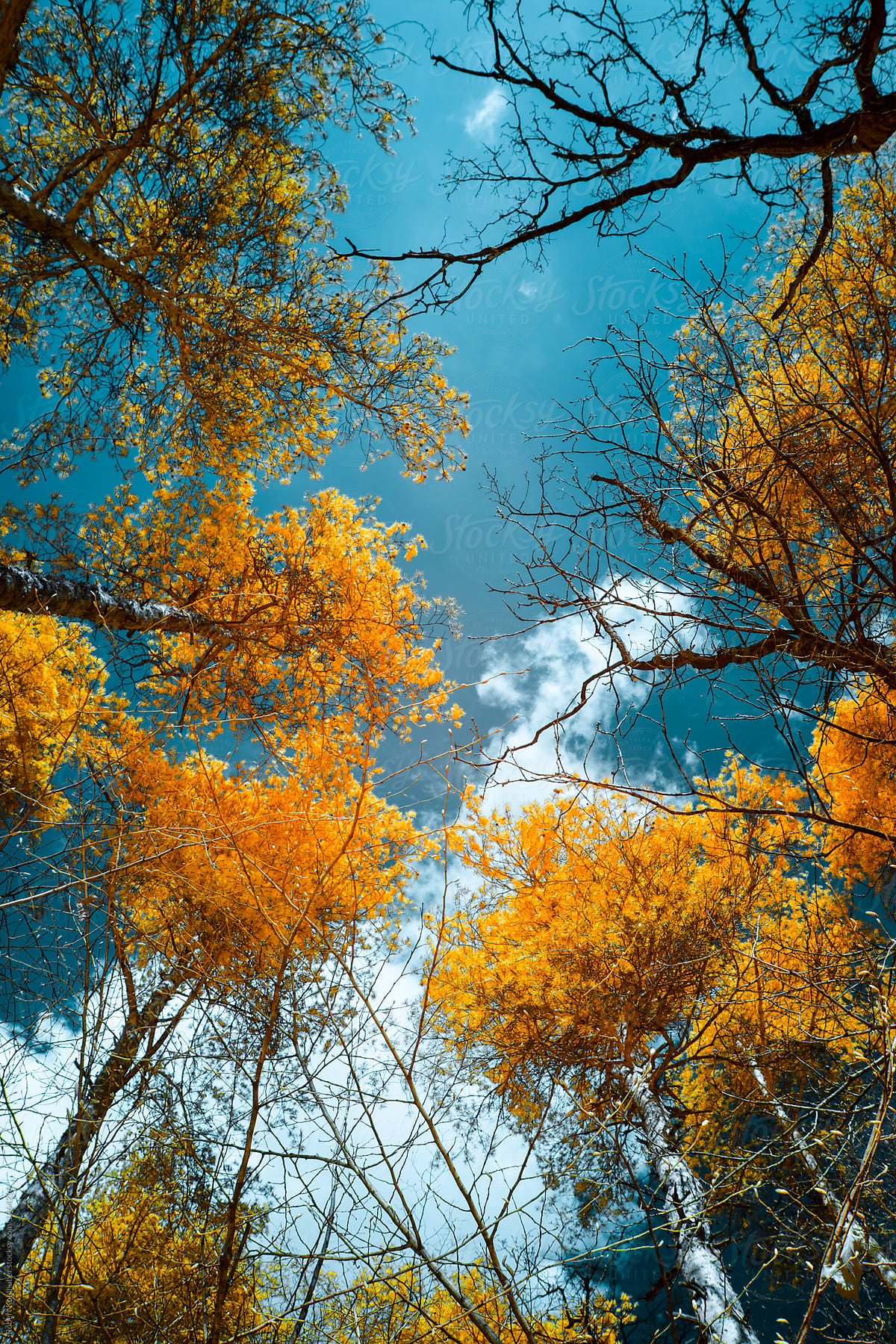 Spring trees in austria, shot in Infrared IR