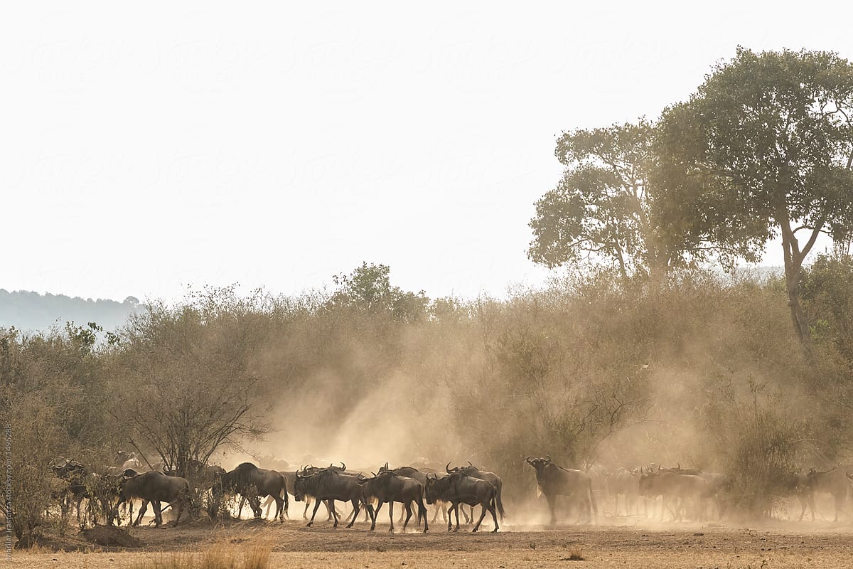 Wildebeest heads to the Mara River for migration in a cloud of dust
