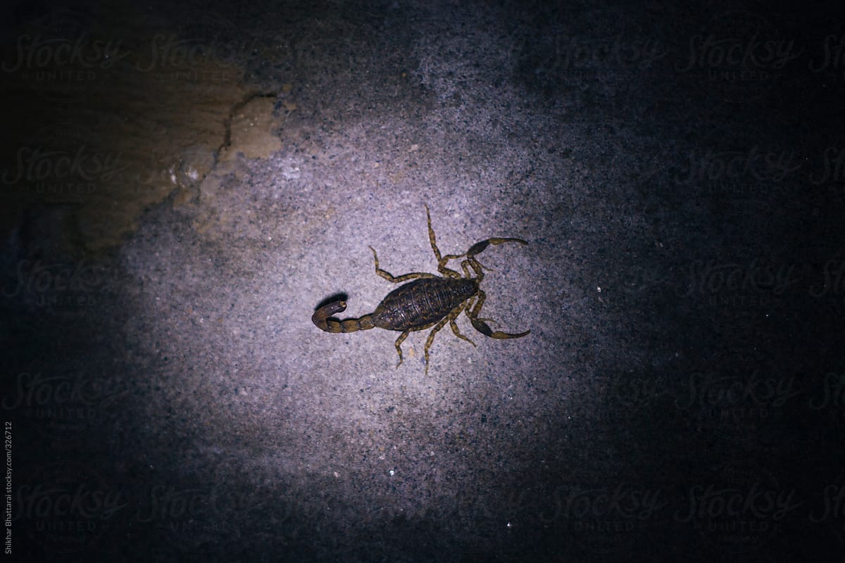 A scorpion on the wall at night