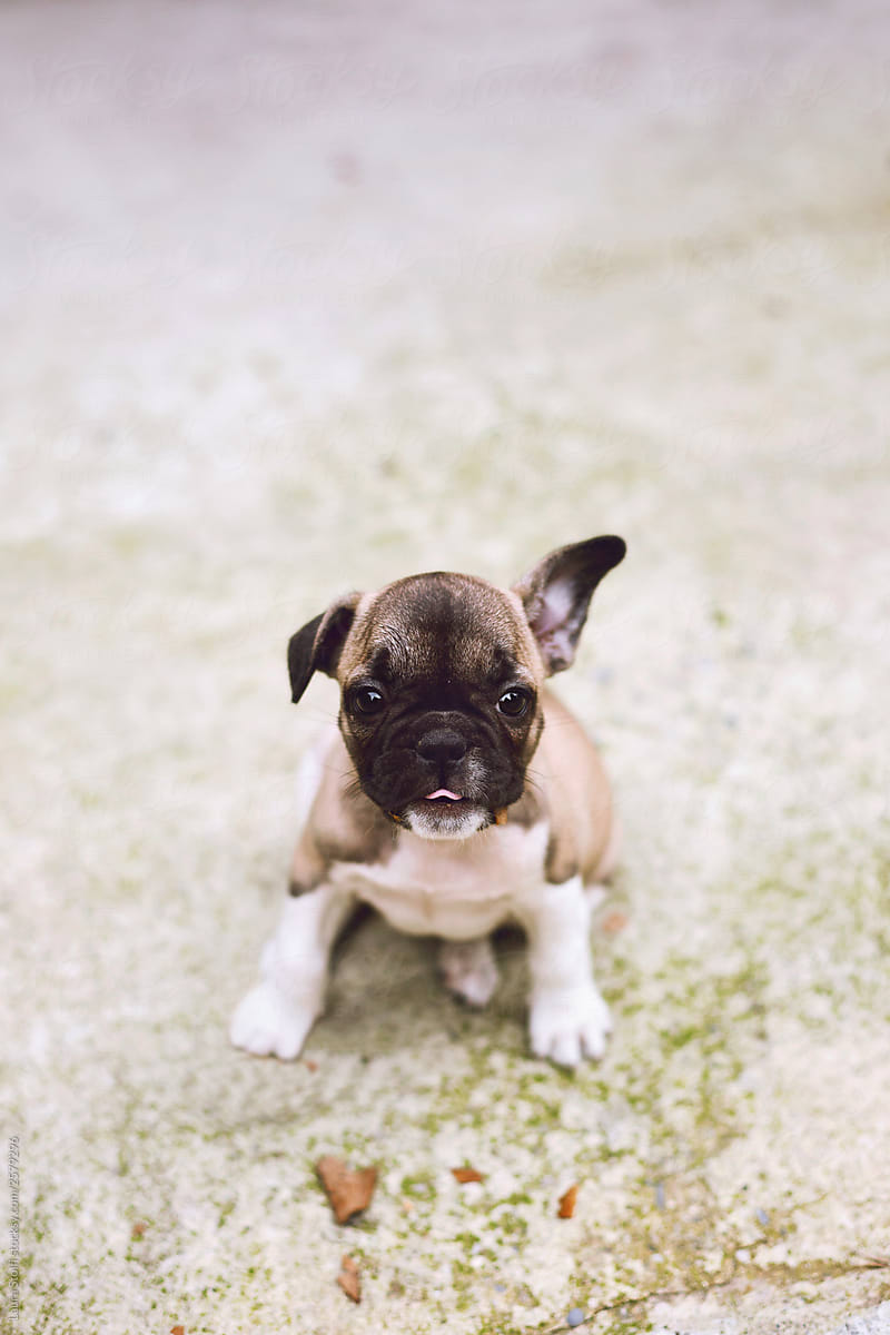 Cute French Bulldog puppy looking at the camera while sitting with little portion of tongue out