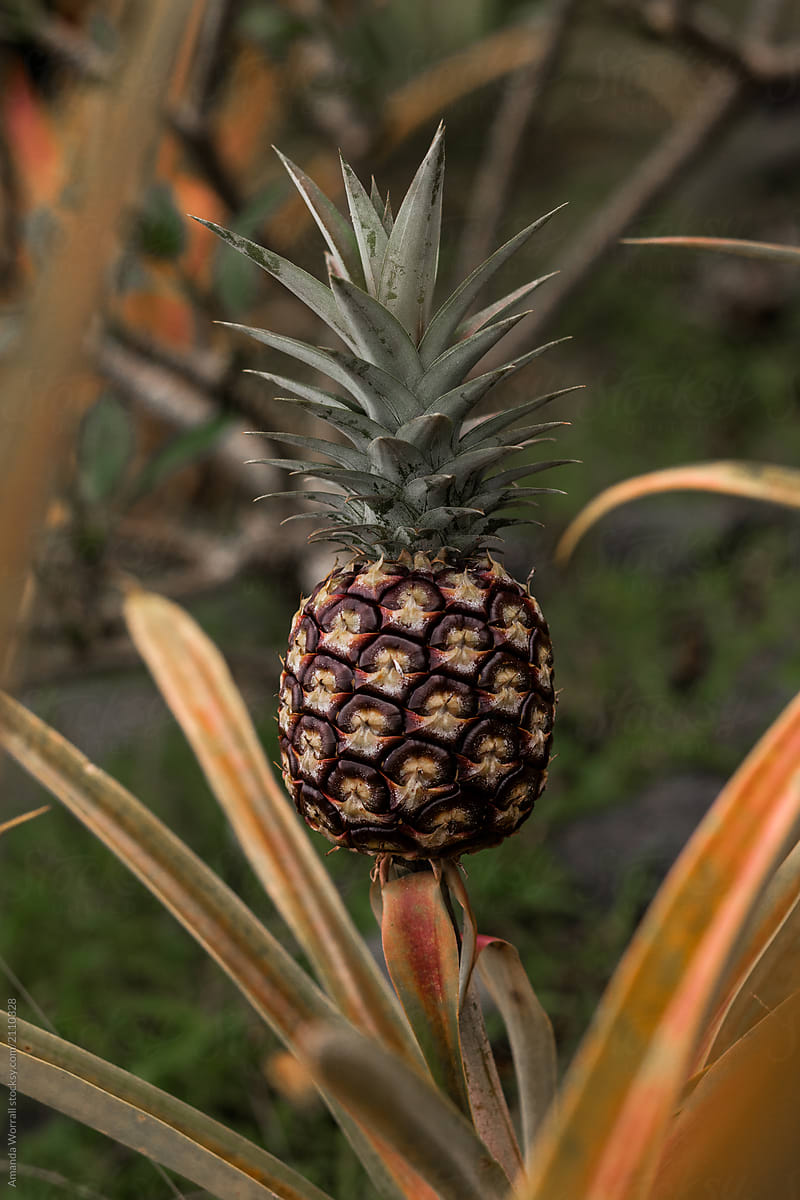 Pineapple growing on plant