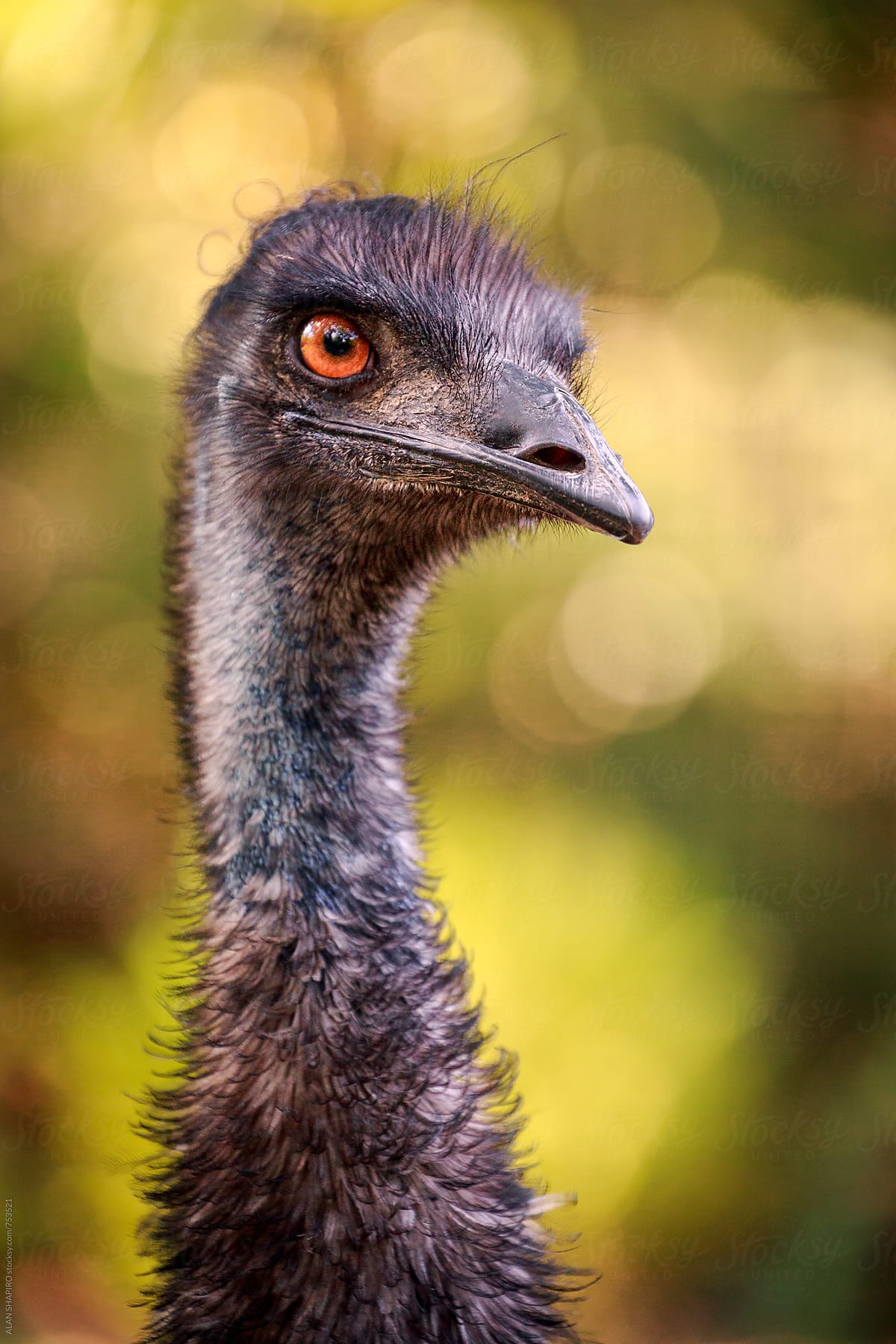 Emu up close