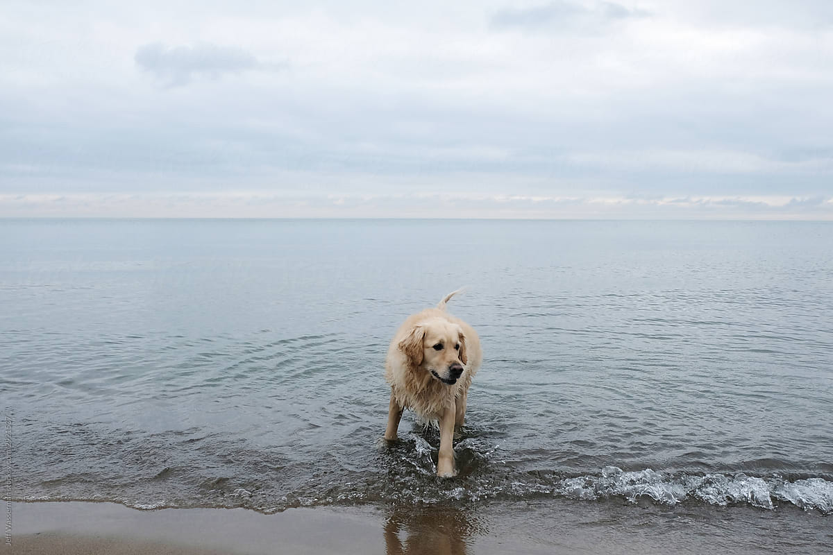 Dog Walking in Water