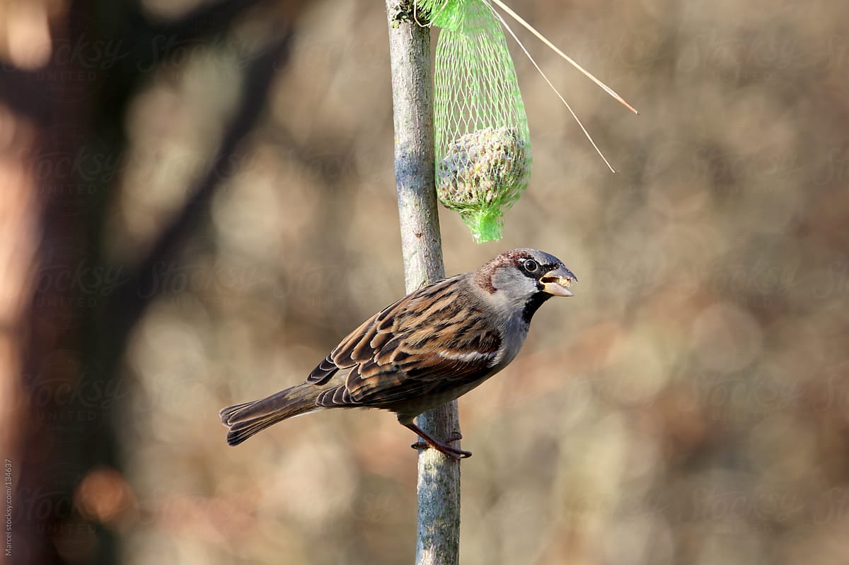 House sparrow eating from a net