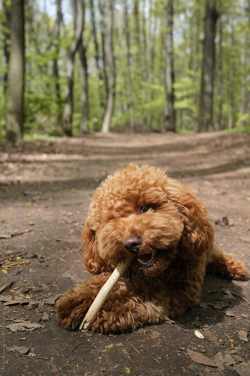 Small poodle puppy gnawing a stick