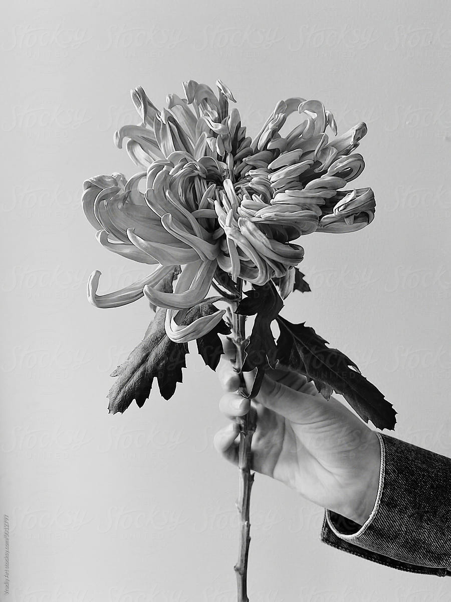 Chrysanthemum in hand