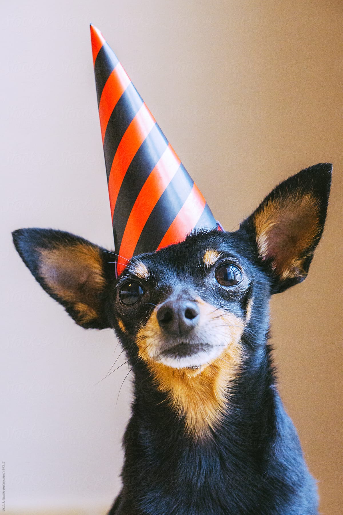 Little dog with party hat