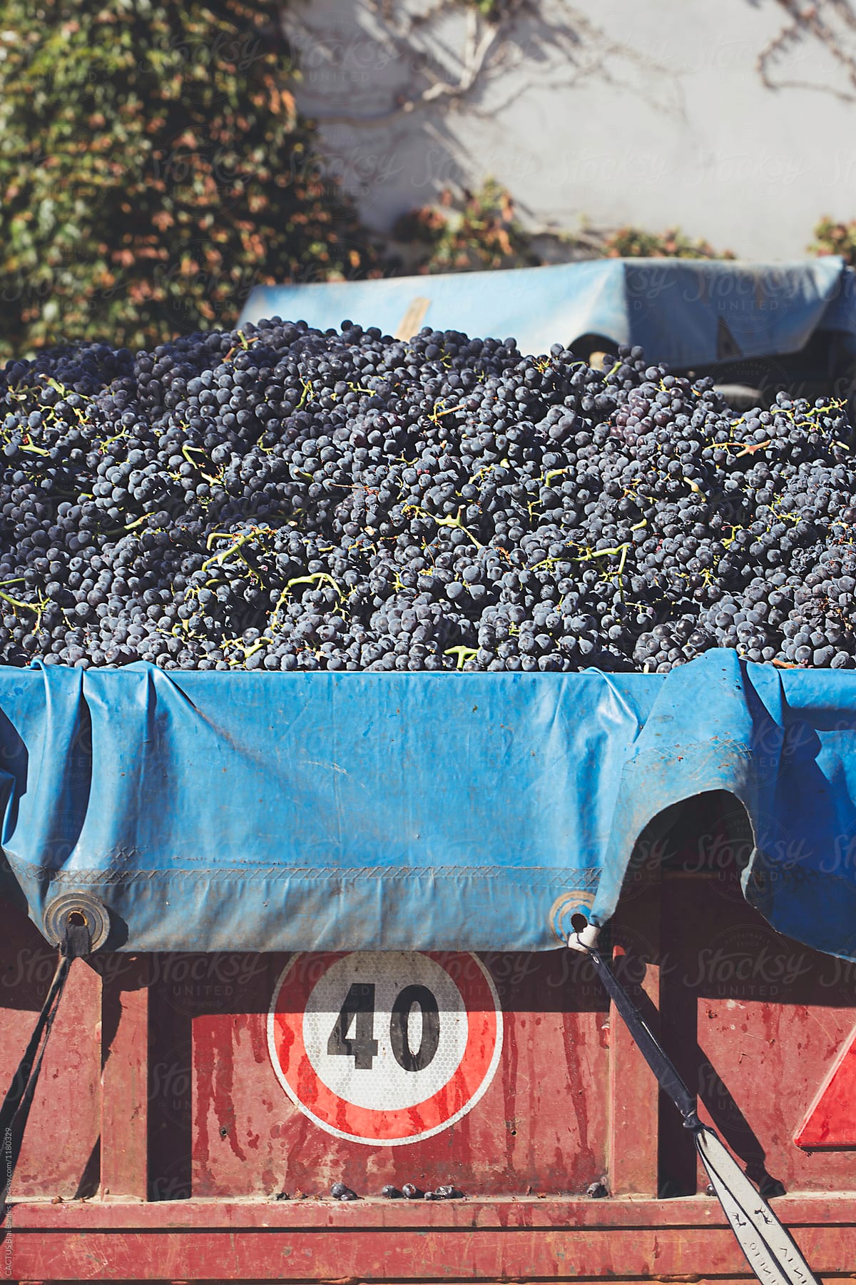 Wine grape harvest